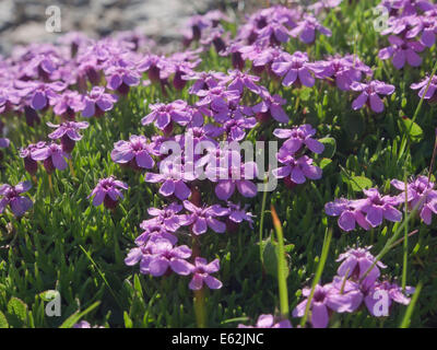 Silene acaulis Silène acaule, ou rose, coussin Banque D'Images