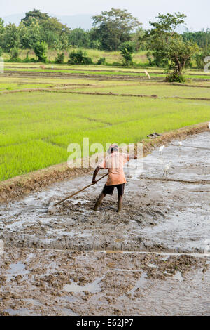 DAMBULLA, SRI LANKA - janvier 27, 2014 : un homme travaillant dans le champ de riz à Dambulla. Sri Lanka produisant 2,7 millions de Banque D'Images