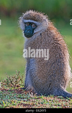 Face noir mâle et un singe à la recherche sur l'épaule vers l'appareil photo près du lac Naivasha Kenya Afrique de l'Est face noire VE Banque D'Images