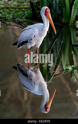 Bec jaune ou Stork MYCTERIA IBIS Ibis bois vert avec des roseaux et de réflexion sur les rives du lac Naivasha, Kenya Afrique de l'Est crient Banque D'Images