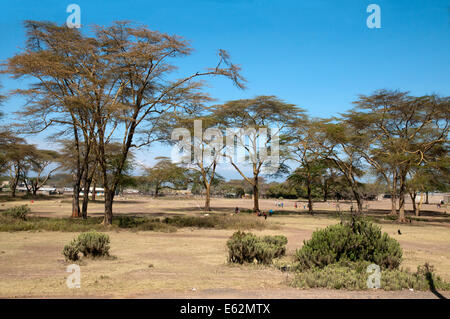 Les terrains de jeu en vertu de la fièvre jaune a aboyé acacia arbres arbres jeunes hommes jouant au football football près de Naivasha, Kenya Afrique de l'Est Y Banque D'Images