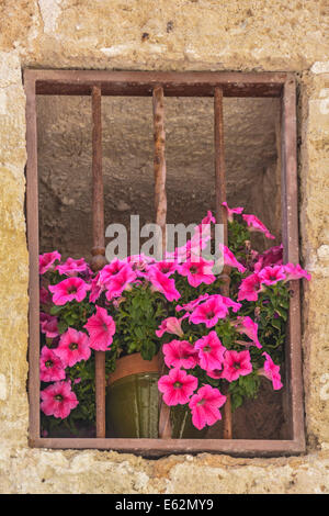 Ouverture de fenêtre et Rusty metal grill avec pot de fleur contenant Pétunia Surfinia fleurs en fleurs Banque D'Images