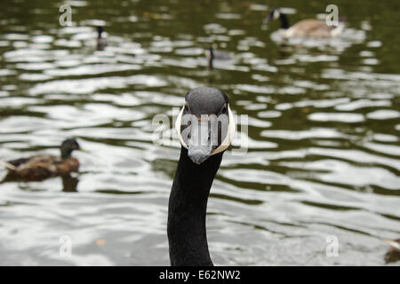 Close up of a Canadian goose face caméra avec le lac Contexte et autres poules d'eau hors focus. Banque D'Images