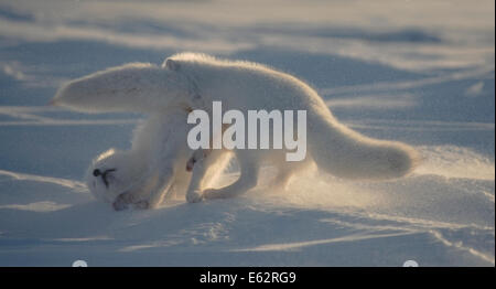Le renard arctique (Alopex lagopus) en hiver, le pelage blanc escarmouche à Cape Churchill, la baie d'Hudson, au Manitoba, Canada. Banque D'Images