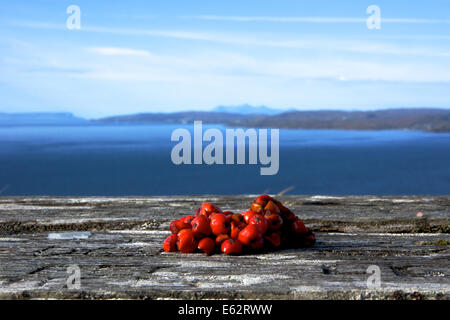 Rowan (Mountain Ash) Petits fruits recueillis et mis en cache par les corneilles sur une table donnant sur Skye à travers le son de la neige fondue Banque D'Images