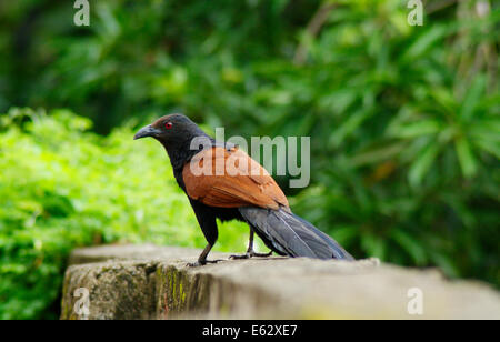 Coucal faisan plus ou crow oiseaux reposant sur mur composé au Kerala Inde ( Oiseaux hautement prometteuse ) Banque D'Images
