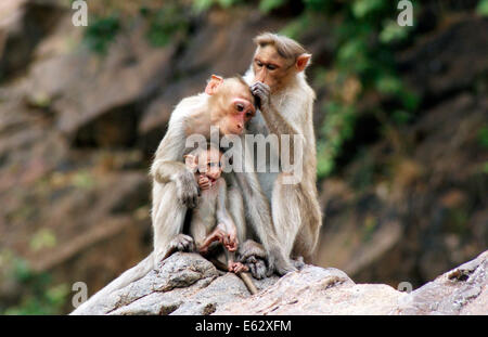 Famille avec des singes macaques bébé singe de l'Inde à l'espace forestier de Western Ghats India wildlife Banque D'Images