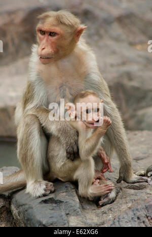 Mère et bébé singe rhésus macaques de la faune en Inde Banque D'Images