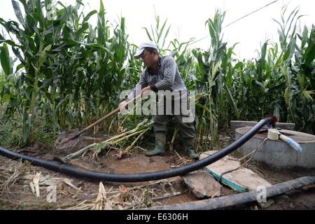 (140813) -- FUXIN, 13 août 2014 (Xinhua) -- un agriculteur irrigue son champ en pompant de l'eau d'un puits de village Qingshan Fuxin comté autonome de Mongolie du nord-est de la Chine, la province de Liaoning, le 13 août 2014. La province de Liaoning subit les pires sécheresse en 63 ans avec ses précipitations depuis le mois de juillet a enregistré un faible depuis le début des relevés météorologiques en 1951. La sécheresse peut être causé par l'anomalie météo connu comme El Nino, qui déclenche habituellement la sécheresse dans le nord de la Chine tout en apportant davantage de pluie pour le sud de la Chine. Liaoning a élevé son niveau d'intervention d'urgence à la troisième-highe Banque D'Images