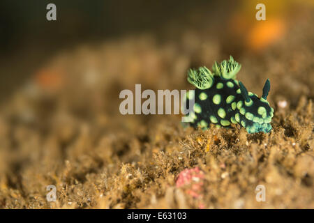 Nudibranche de ramper sur le plancher océanique Banque D'Images