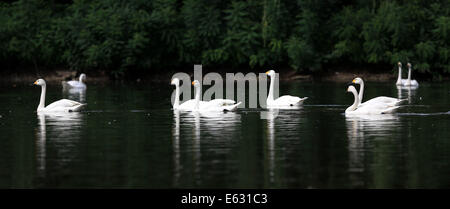 Shenyang, province de Liaoning en Chine. 13e Août, 2014. Cygnes nageant sur un lac, dans le parc d'oiseaux forestiers, à Shenyang, capitale de la province du Liaoning en Chine du nord-est, le 13 août 2014. Credit : Yao Jianfeng/Xinhua/Alamy Live News Banque D'Images