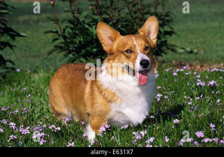 WELSH CORGI PEMBROKE SITTING IN GRASS Banque D'Images