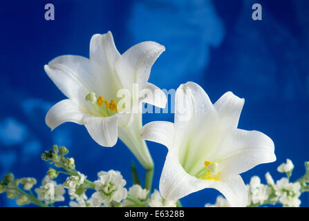 Deux Lis de Pâques Blanc Fond bleu Banque D'Images