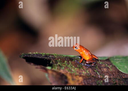 STRAWBERRY POISON DART FROG Dendrobates sp. TORTUGUERO COSTA RICA Banque D'Images