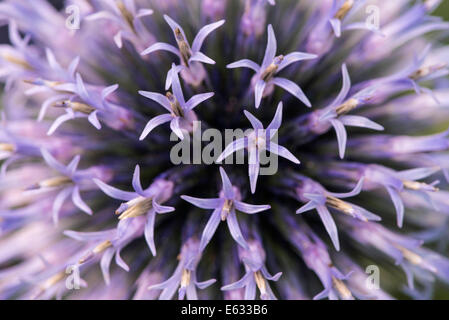 Globe thistle (Echinops), Allemagne Banque D'Images