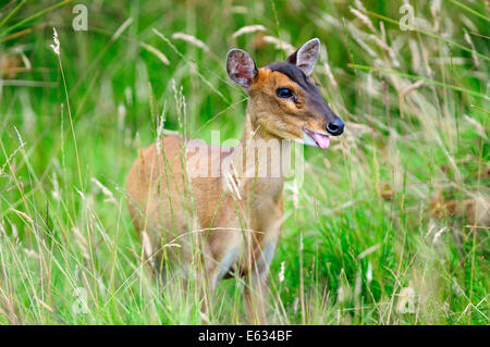 Cerf muntjac femelle Banque D'Images