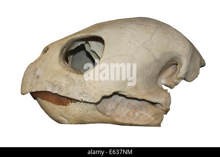 Tortue caouanne Skull Cast Banque D'Images