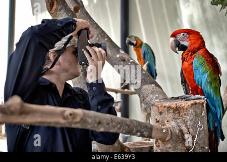 Photographe de la faune prendre une photo en gros plan d'un oiseau rouge et vert de Macaw. Ara Chloropterus. Banque D'Images