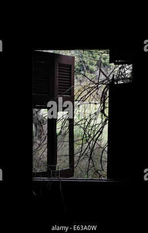 Branches desséchées par emmêlées fenêtre cassée d'obturation maison abandonnée. Banque D'Images