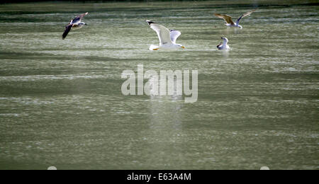 Mouette volant au-dessus de la rivière Tevere Banque D'Images