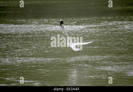 Mouette volant au-dessus de la rivière Tevere Banque D'Images