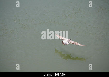 Mouette volant au-dessus de la rivière Tevere Banque D'Images