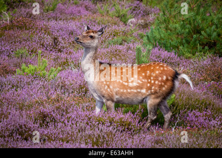 Le cerf sika (femelle) standing in heather à Arne Réserve Naturelle, Dorset, England, UK Banque D'Images