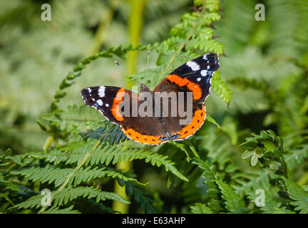 Papillon Vulcain (Vanessa atalanta) sur Fougère, Dorset, England, UK Banque D'Images