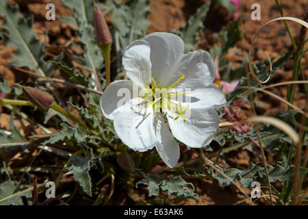 Fleur d'onagre nain (Oenothera caespitosa), Arches National Park, près de Moab, Utah, USA Banque D'Images