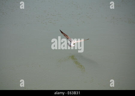 Mouette volant au-dessus de la rivière Tevere Banque D'Images