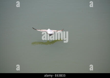 Mouette volant au-dessus de la rivière Tevere Banque D'Images