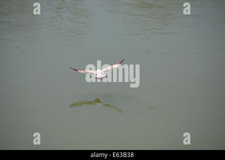 Mouette volant au-dessus de la rivière Tevere Banque D'Images