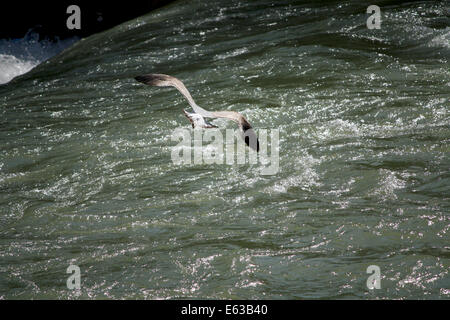 Mouette volant au-dessus de la rivière Tevere Banque D'Images