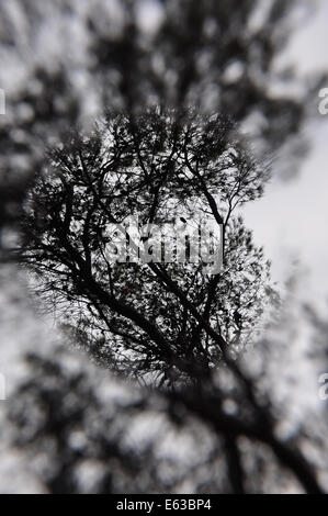 Soft spot focus des branches d'arbres de pin d'ossature. La nature d'hiver résumé flou. Banque D'Images