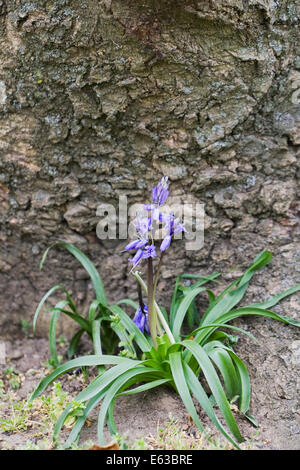 Hyacinthoides non scripta. Bluebell anglais flower niché dans la base de l'arbre. Banque D'Images