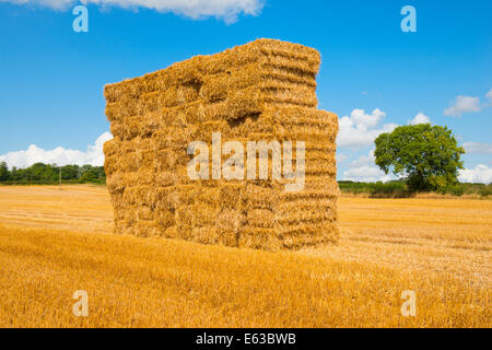 Une pile de bottes de foin dans un champ Shropshire Banque D'Images