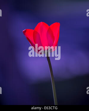 Tulipes, tulipe rouge rétro-éclairé avec un trouble purple floral background. USA Banque D'Images
