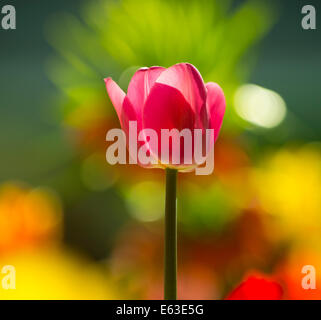 Fleurs, Close-up of Tulip rouge rétro-éclairé avec un flou floral background. USA Banque D'Images