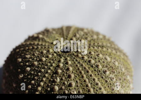 Close up de coquille d'oursin de mer de la côte d'Afrique du Sud Banque D'Images