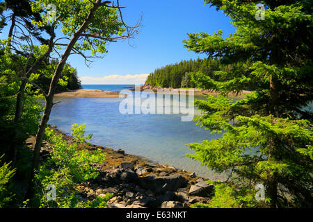 Sentier de Ship Harbour, l'Acadia National Park, Maine, USA Banque D'Images