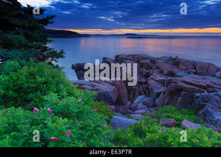 Roses sauvages au lever du soleil près de Thunder Hole, le sentier de l'océan, l'Acadia National Park, Maine, USA Banque D'Images