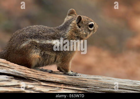 Le spermophile à mante dorée (Callospermophilus lateralis), Bryce Canyon National Park, Utah, USA Banque D'Images