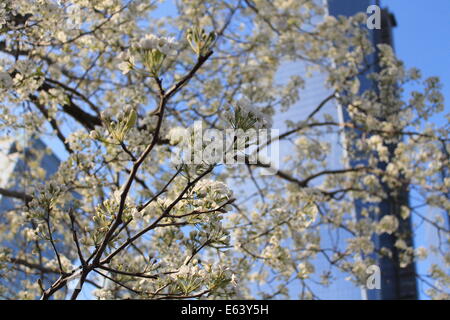 Le World Trade Center Arbre survivant s'épanouit au printemps. Banque D'Images