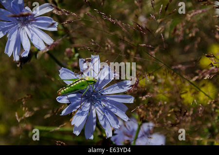 Une vue en gros plan d'une grande sauterelle verte (Acrididae) accroché sur la fleur Banque D'Images
