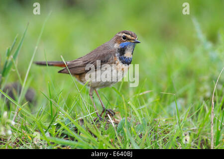 Gorgebleue à miroir (Luscinia svecica cyanecula), femme perché sur l'herbe, à l'écoute, Parc National de Lauwersmeer, Hollande, Pays-Bas Banque D'Images