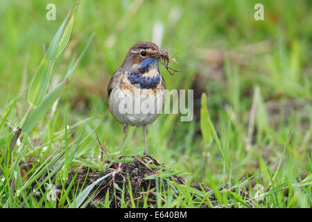 Gorgebleue à miroir (Luscinia svecica cyanecula), la collecte des matériaux de nidification, Parc National de Lauwersmeer, Hollande, Pays-Bas Banque D'Images