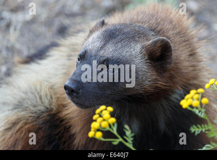 Le carcajou (Gulo gulo) posant au zoo d'Helsinki, Finlande. Banque D'Images