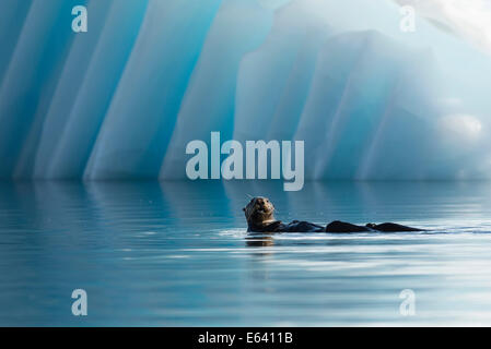 Loutre de mer (Enhydra lutris) en face d'un iceberg, College Fjord, Prince William Sound, Alaska Banque D'Images