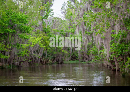 Tillandsia usneoides Moss (Espagnol) qui poussent sur les arbres, les marais, Louisiana, United States Banque D'Images