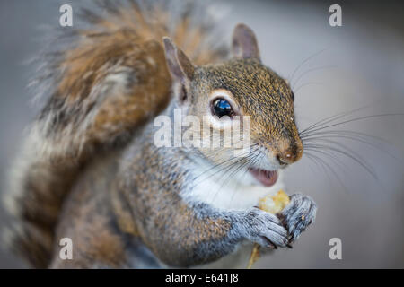 L'Écureuil gris ou d'Écureuil gris (Sciurus carolinensis), Louisiane, États-Unis Banque D'Images